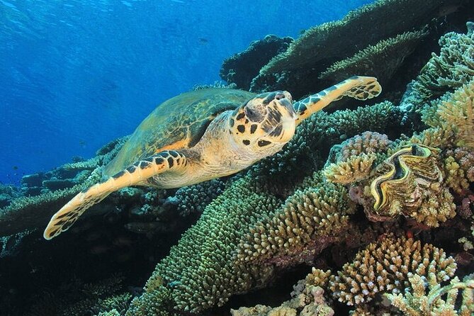 2 Dive Stops Intro Scuba Diving With Lunch & Transfer - Hurghada - Equipment and Beginner Instruction: Safety Without the Stiffness