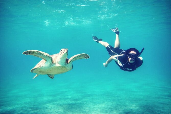 Abu Dabbab Beach Full Day Trip with Turtles - Marine life you can reasonably hope to spot, not just turtles