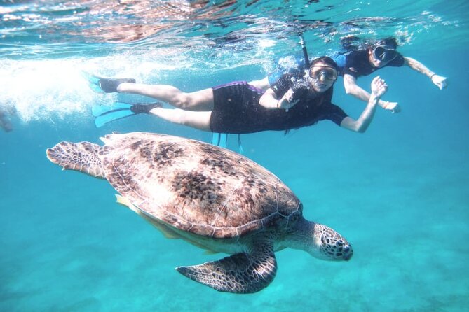 Abu Dabbab Beach Full Day Trip with Turtles - Price and value: why $65 feels fair, with one key cost to remember