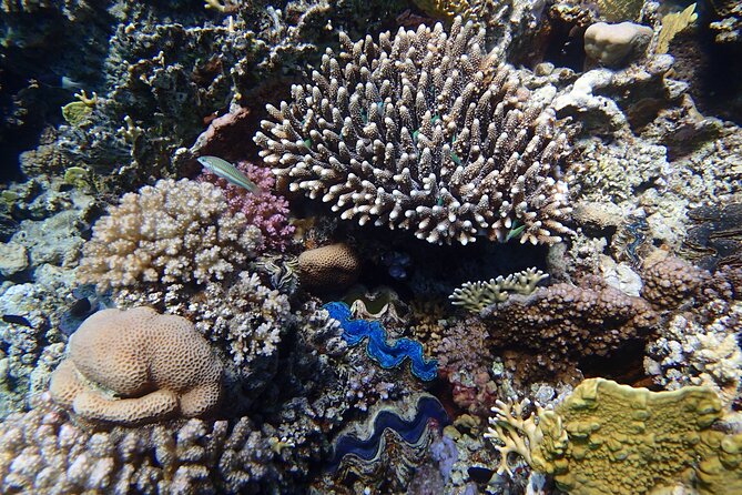 Abu Dabbab Beach Full Day Trip with Turtles - Who this tour fits best, and who should think twice