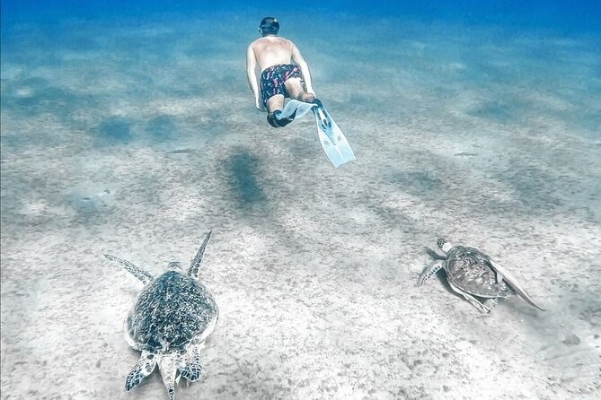 Abu Dabbab Beach Full Day Trip with Turtles - What to watch out for at the turtle stop (and how to handle it)