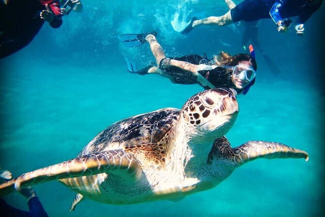 Abu Dabbab Beach Full Day Trip with Turtles - Should you book Abu Dabbab Beach with Turtles?