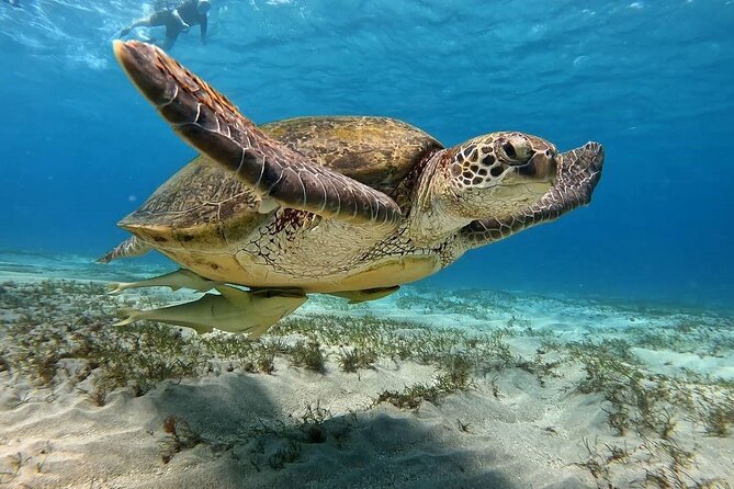 Abu Dabbab Beach Full Day Trip with Turtles - The guide and gear setup: why the included help is more than a nice-to-have
