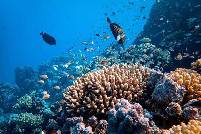 Dahab Blue Hole and Towailat Mountain - Dahab Blue Hole snorkeling, coral, and what to expect