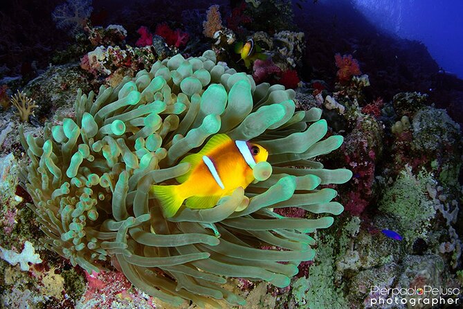 Discover Scuba Diving Sharm El Sheikh - The 8:00 AM Start, Pickup, and How the Day Really Runs