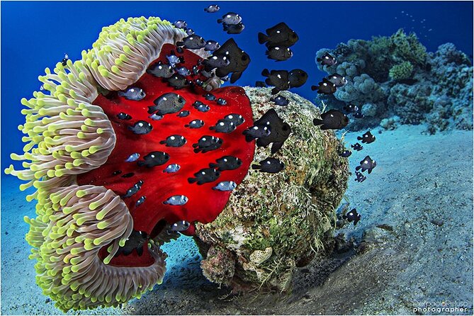 Discover Scuba Diving Sharm El Sheikh - The Real Difference Maker: Instructor Support and Organization