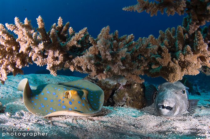 Discover Scuba Diving Sharm El Sheikh - Price and Value: Is $80 a Smart Deal Here?