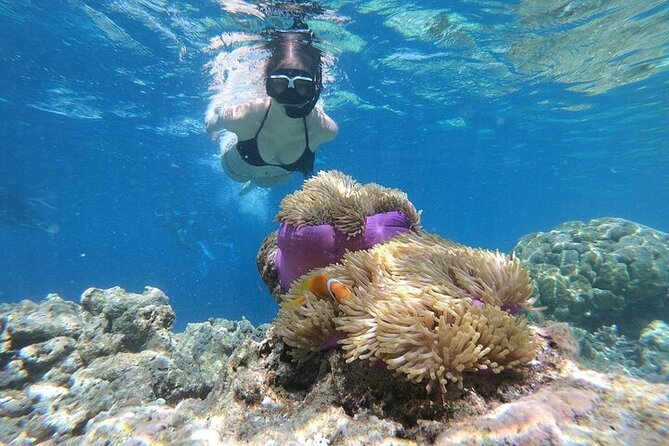 Diving And Snorkeling To Ras Mohamed And White Island By VIP Boat - Optional photo and video packages: nice, but not cheap