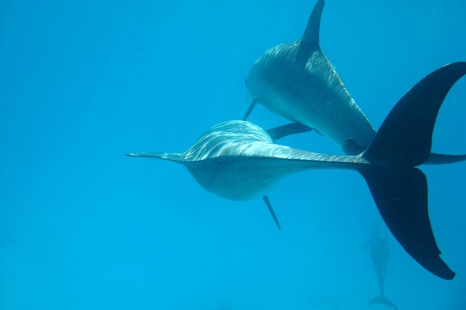 Dolphin house - Key Things to Know Before You Go
