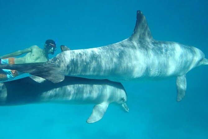 Dolphin house - Who This Tour Fits Best in Hurghada