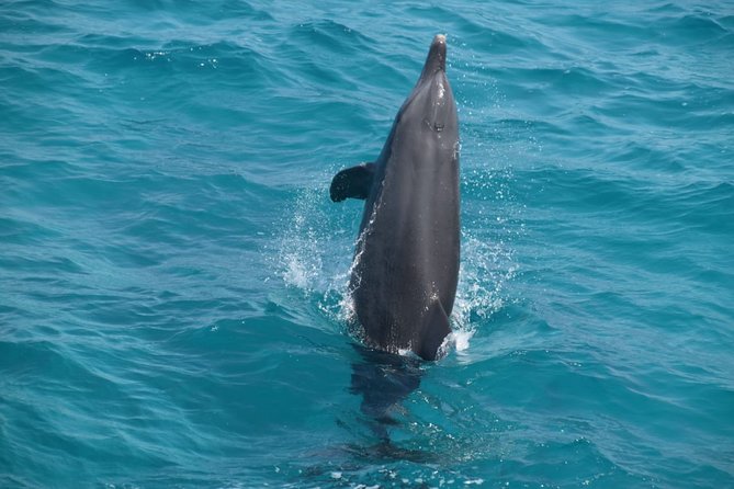 Dolphin House and Banana Boat Fun from Hurghada - Onboard lunch: buffet food that keeps you going