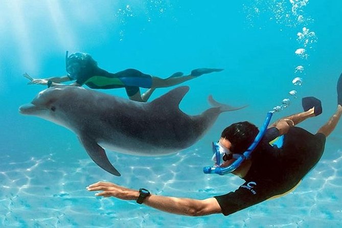 Dolphin House By Private Speed Boat & Drinks & Transfer-Hurghada - Key highlights to know before you book