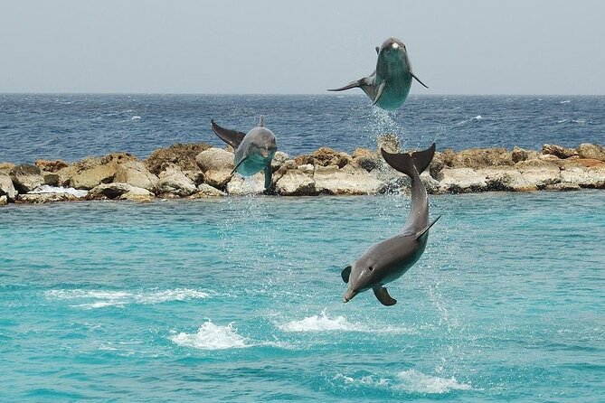 Dolphin House By Private Speed Boat & Drinks & Transfer-Hurghada - The boat question: private does not always mean new