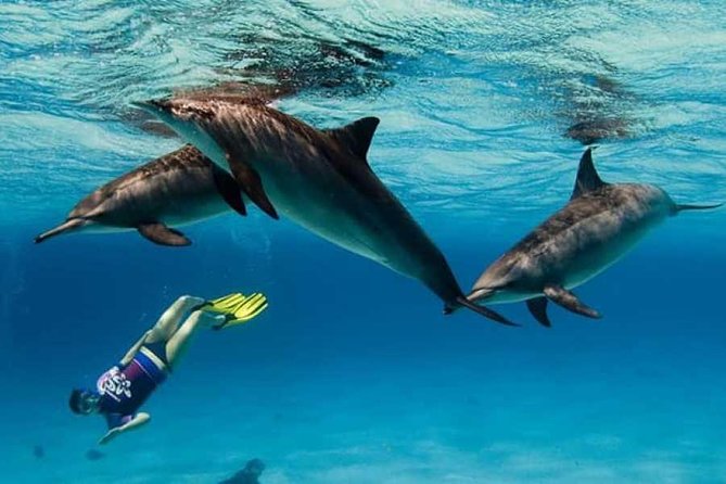 Dolphin House By Private Speed Boat & Drinks & Transfer-Hurghada - Pickup, timing, and the reality of language