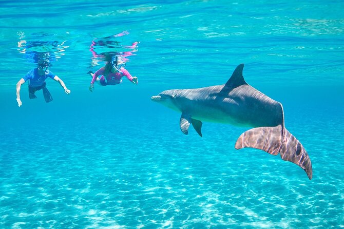 Dolphin House By Private Speed Boat & Drinks & Transfer-Hurghada - Who this tour fits best (and who should think twice)