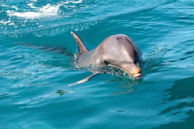 Dolphin House Royal sea Trip Luxury Boat With Transfer - Hurghada - Key highlights I’d plan around
