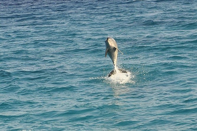 Dolphin House Royal sea Trip Luxury Boat With Transfer - Hurghada - Dolphin House meeting time: magical, but manage expectations