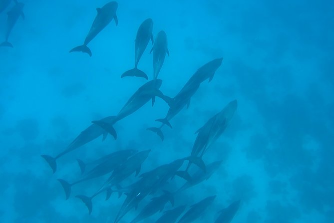 Dolphin House Royal sea Trip Luxury Boat With Transfer - Hurghada - Boat comfort, crews, and why “getting you through the day” matters
