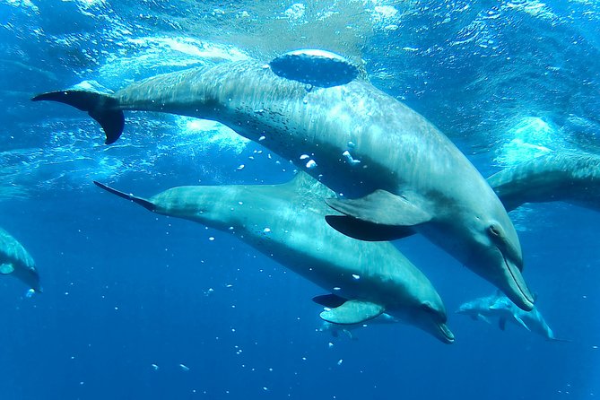 Dolphin House Royal sea Trip Luxury Boat With Transfer - Hurghada - Price and logistics: what $22 buys, plus the cash fees