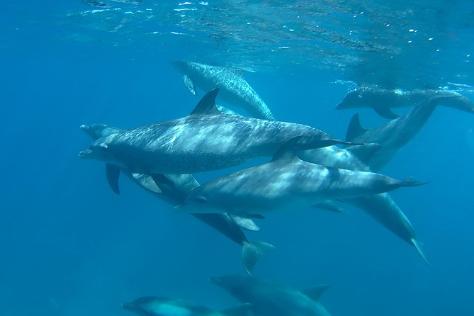 Dolphin House Royal sea Trip Luxury Boat With Transfer - Hurghada - Who should book this Dolphin House luxury boat trip