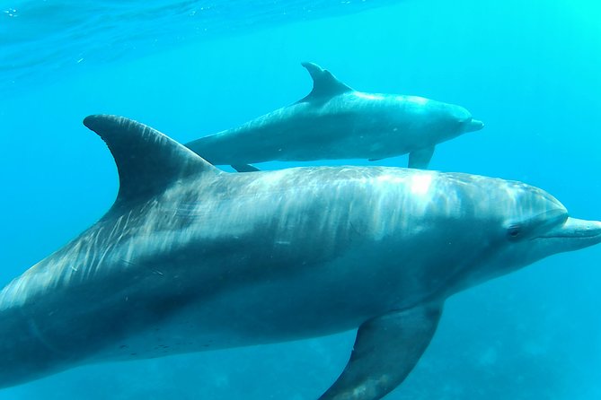 Dolphin House Royal sea Trip Luxury Boat With Transfer - Hurghada - Snorkeling twice at coral reefs, with equipment and a guide