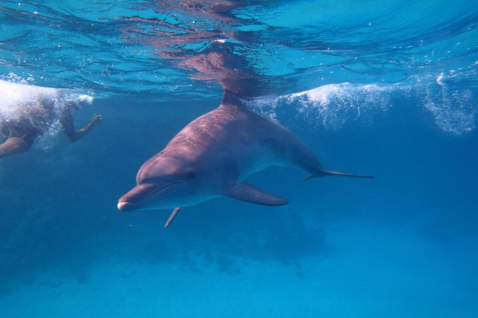 Dolphin House Royal Sea Trip Water Sports W/Transfer - HURGHADA - The Dolphin House Royal Sea Trip is built for an easy, low-effort day