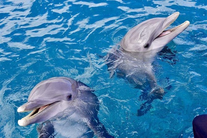 Dolphin House Royal Sea Trip Water Sports W/Transfer - HURGHADA - Price and value: why $16 can be a steal, and when it feels less great
