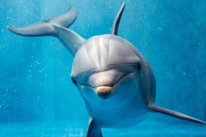 Dolphin House Royal Sea Trip Water Sports W/Transfer - HURGHADA - Your 8-hour plan in plain terms (start time 8:00 AM)