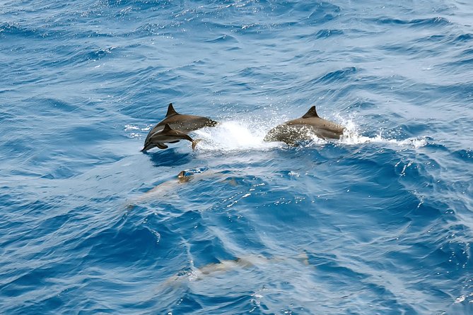 Dolphin House Royal VIP Special Day Snorkeling Sea Trip With Lunch - Hurghada - The dolphin-house part: why this itinerary feels special