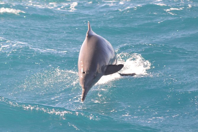 Dolphin House Royal VIP Special Day Snorkeling Sea Trip With Lunch - Hurghada - Lunch on board: simple, filling, and timed for comfort