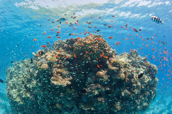 Dolphin House Royal VIP Special Day Snorkeling Sea Trip With Lunch - Hurghada - Dolphin House Hurghada: what to expect when you’re watching for dolphins