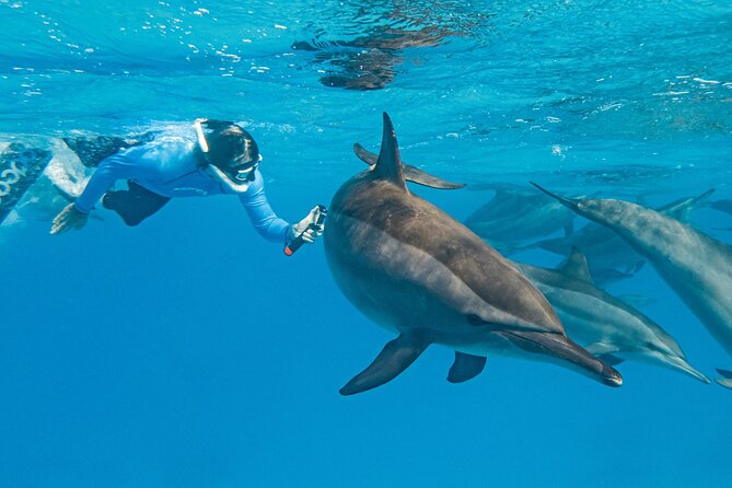 Dolphin House Samadai Reef Boat Snorkeling Trip from Marsa Alam - Dolphin House at Shaab Samadai: the dolphin lagoon feeling