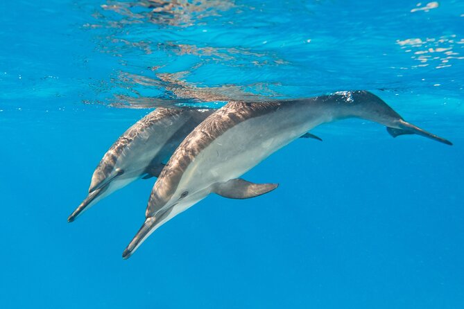 Dolphin House Samadai Reef Boat Snorkeling Trip from Marsa Alam - Two snorkeling sessions, and why the timing is smart