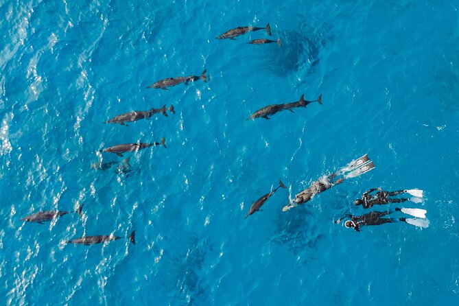 Dolphin House Samadai Reef Boat Snorkeling Trip from Marsa Alam - Practical tips so your day feels smooth