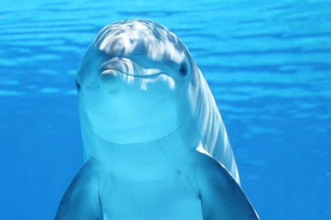 Dolphin House Snorkel & Water Fun Activity with Lunch - Hurghada - Key highlights before you go