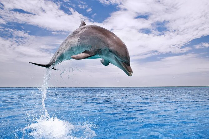 Dolphin House Snorkel & Water Fun Activity with Lunch - Hurghada - Lunch and soft drinks onboard: why it’s smart value