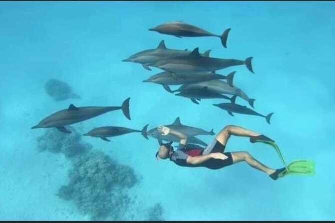 Dolphin House Snorkel & Water Fun Activity with Lunch - Hurghada - The boat day rhythm: what an 8-hour trip feels like