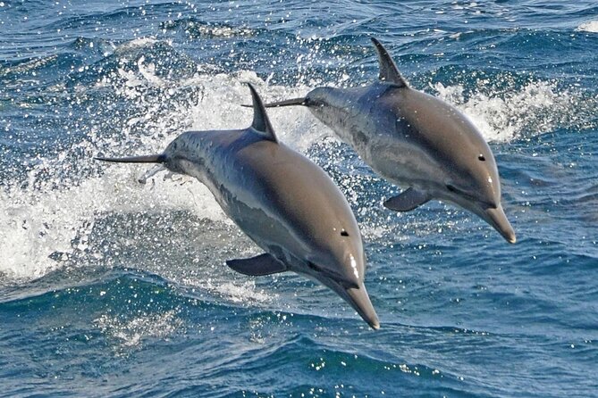 Dolphin House Snorkeling Sea Trip, Water Sport , Lunch - Hurghada - Snorkeling stops with a guide: reef time, gear, and comfort tips