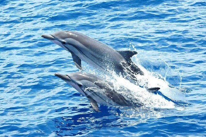 Dolphin House Snorkeling Trip + Water Sport With Lunch - Hurghada - Water sports on the Red Sea: fun factor and how to prepare