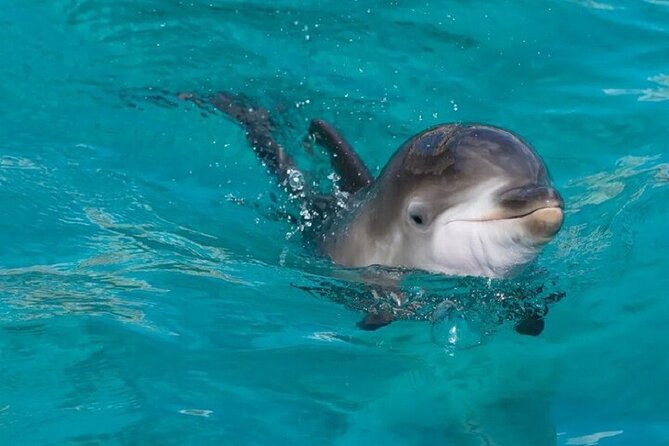 Dolphin House Snorkeling Trip + Water Sport With Lunch - Hurghada - Lunch and drinks: included fuel for a long boat day