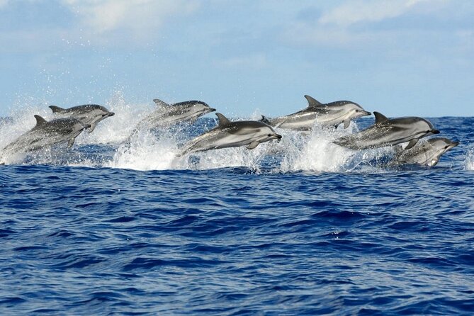 Dolphin House Snorkeling Trip + Water Sport With Lunch - Hurghada - Price and logistics: what $15.20 really means in practice