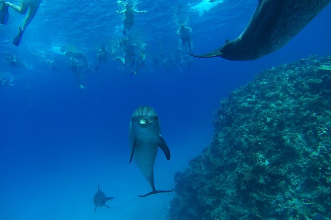 Dolphin House Snorkeling Trip + Water Sport With Lunch - Hurghada - Group size, timing, and the one-day expectations checklist