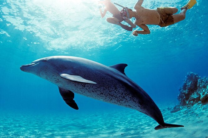 Dolphin House Snorkeling,Water Sports, Lunch & Transfer- Hurghada - Key Highlights to Know Before You Go