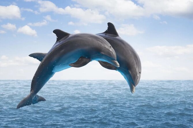 Dolphin House Snorkeling,Water Sports, Lunch & Transfer- Hurghada - How the Dolphin House Snorkeling Day Works From Hurghada