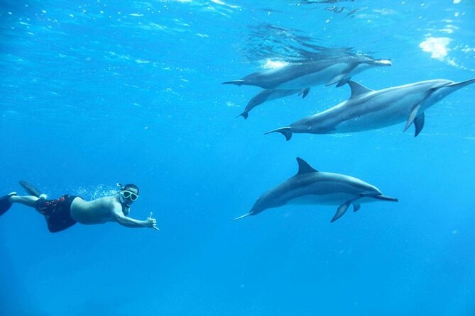 Dolphin House Snorkeling,Water Sports, Lunch & Transfer- Hurghada - Price and Fees in Hurghada: What You Should Budget Before You Go