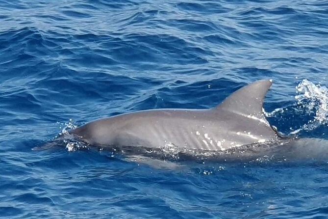 Dolphin House Snorkeling,Water Sports, Lunch & Transfer- Hurghada - What to Expect Day Of: Service, Group Size, and Pace