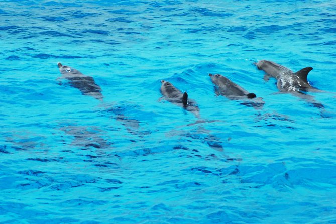 Dolphin house - The Snorkeling Part: Coral, Warm Water, and Fish Watching