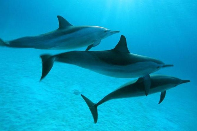 Dolphin Tour Banana Boat from Soma /Sahl Hasheesh/makadi/Safaga - Key Things To Know Before You Go