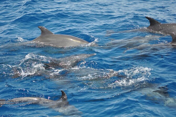 Dolphin Tour Banana Boat from Soma /Sahl Hasheesh/makadi/Safaga - Starting From Your Hotel: Early Pickup and a Straight Shot to the Dolphinhouse