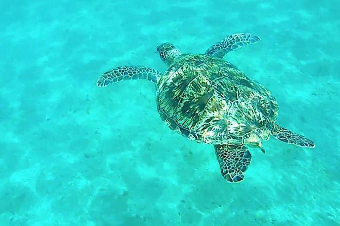 Dolphin Tour Banana Boat from Soma /Sahl Hasheesh/makadi/Safaga - Swimming With Dolphins: Be Honest About Your Swimming Confidence
